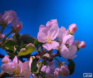 Puzzle Το λουλουδιών δέντρων μηλιάς